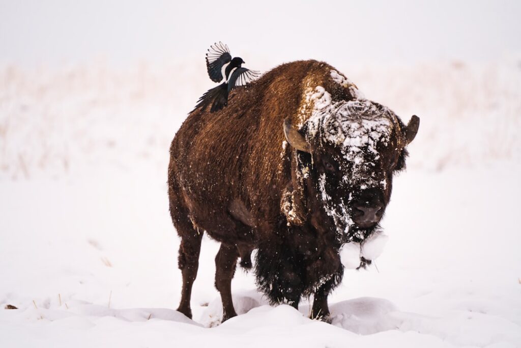 Photo by We Care Wild on Unsplash