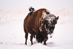 Photo by We Care Wild on Unsplash